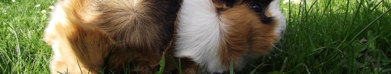 Banner profilu