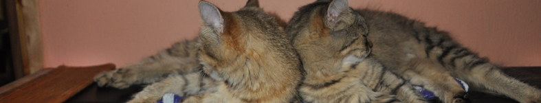Banner profilu