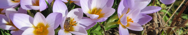 Banner profilu