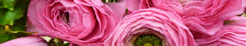 Banner profilu