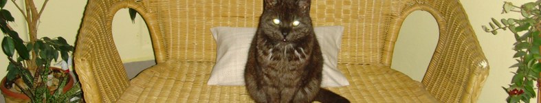 Banner profilu