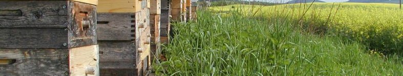 Banner profilu