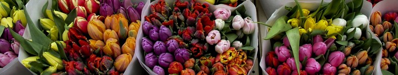 Banner profilu