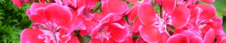 Banner profilu