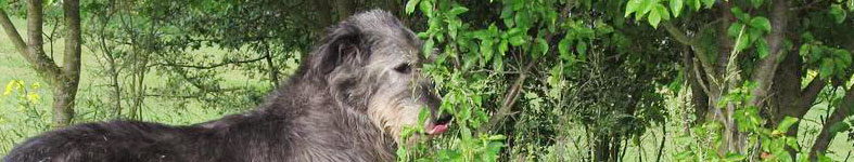 Banner profilu