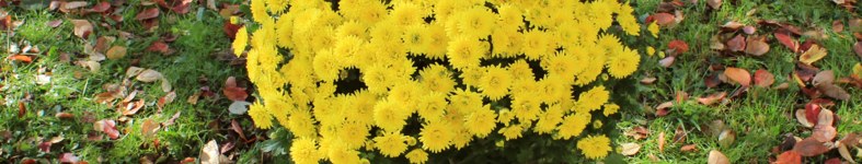 Banner profilu