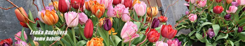 Banner profilu