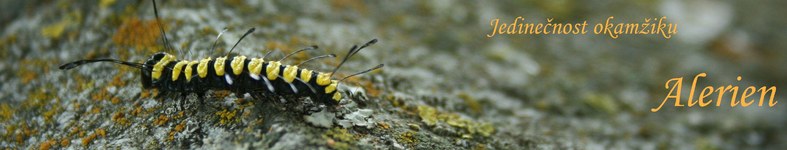 Banner profilu