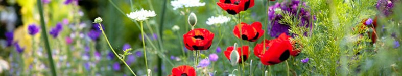 Banner profilu