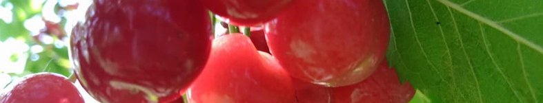 Banner profilu
